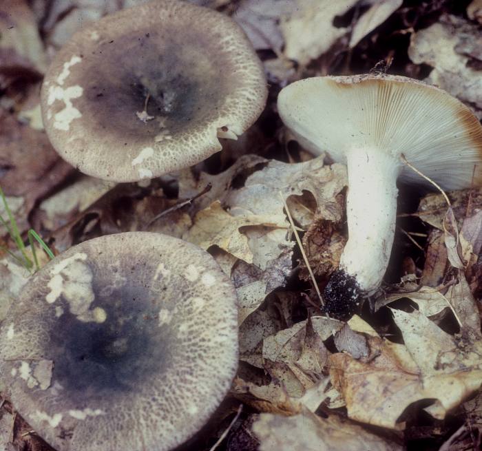 Russula variata image