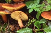 Media resource of Lactarius camphoratus