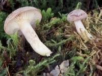 Lactarius lepidotus image