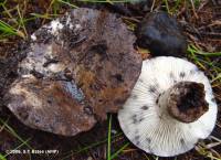 Media resource of Russula albonigra