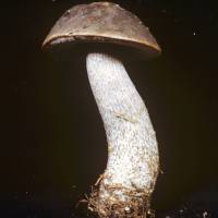 Media resource of Leccinum scabrum