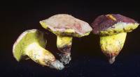 Media resource of Boletus dryophilus