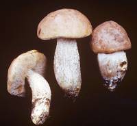 Media resource of Leccinum montanum