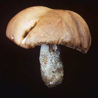Media resource of Leccinum insigne