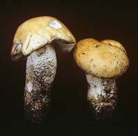 Media resource of Leccinum discolor