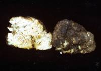Media resource of Geopora cooperi