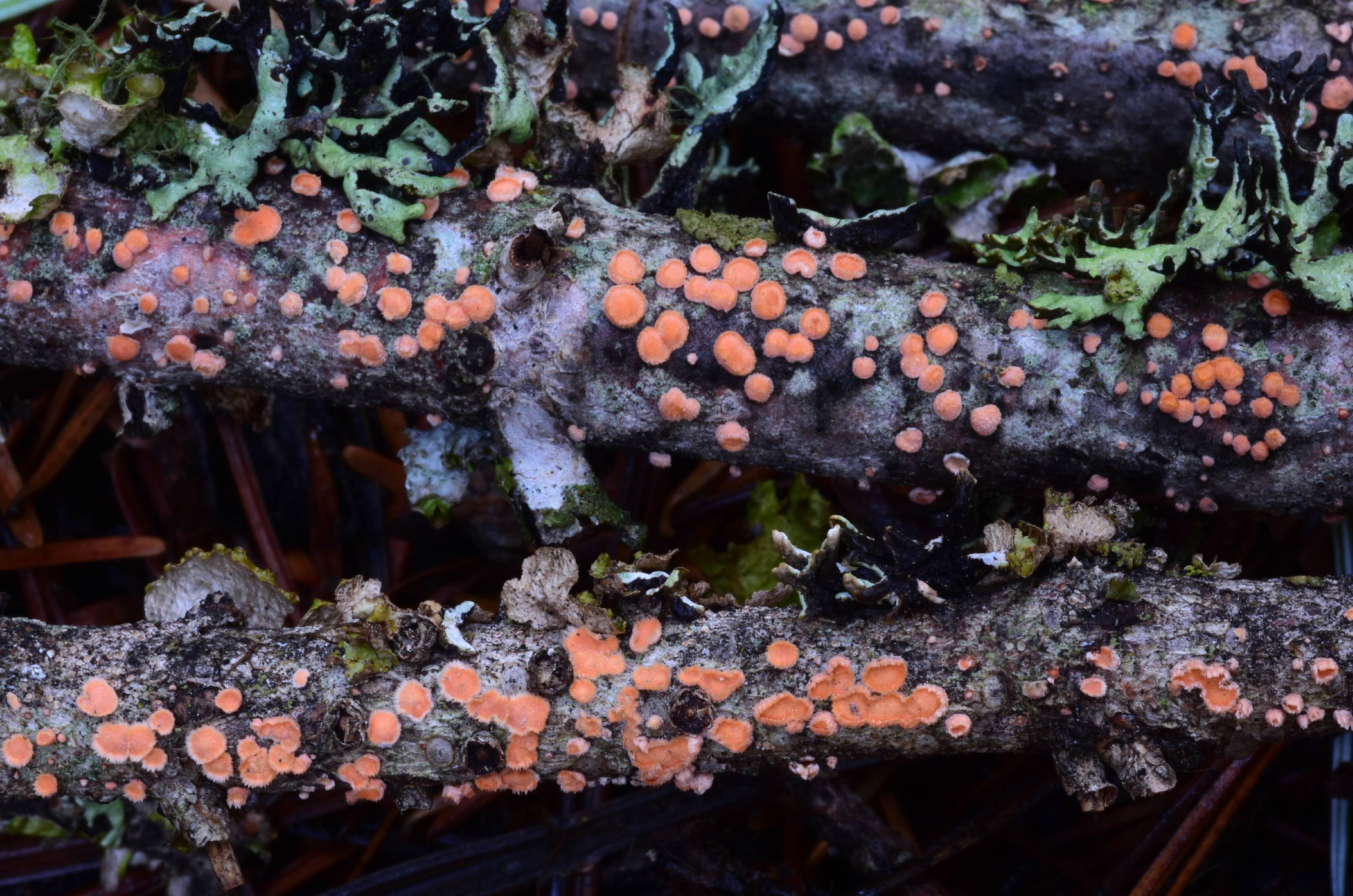 Aleurodiscus grantii thumbnail