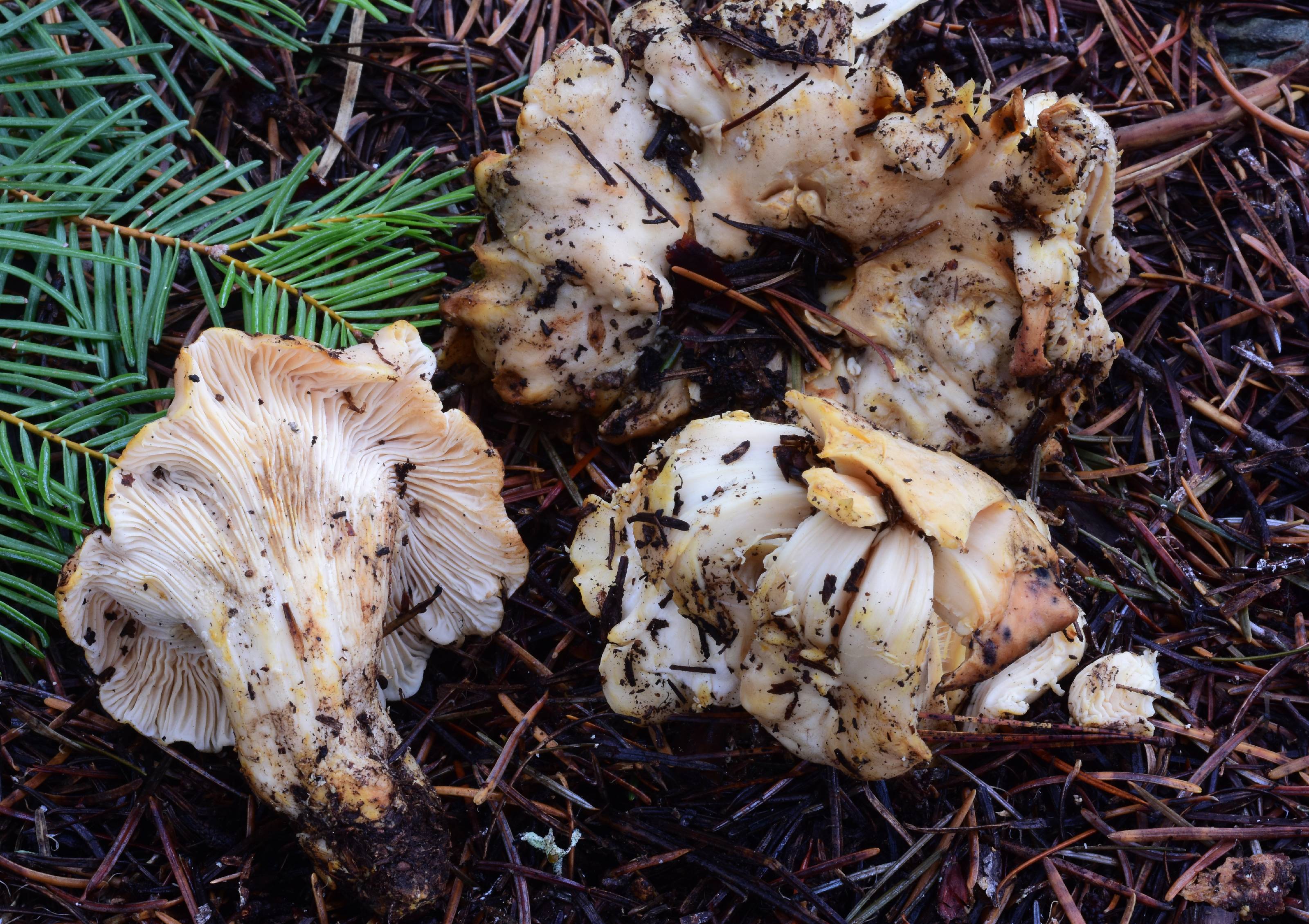 Cantharellus subalbidus thumbnail