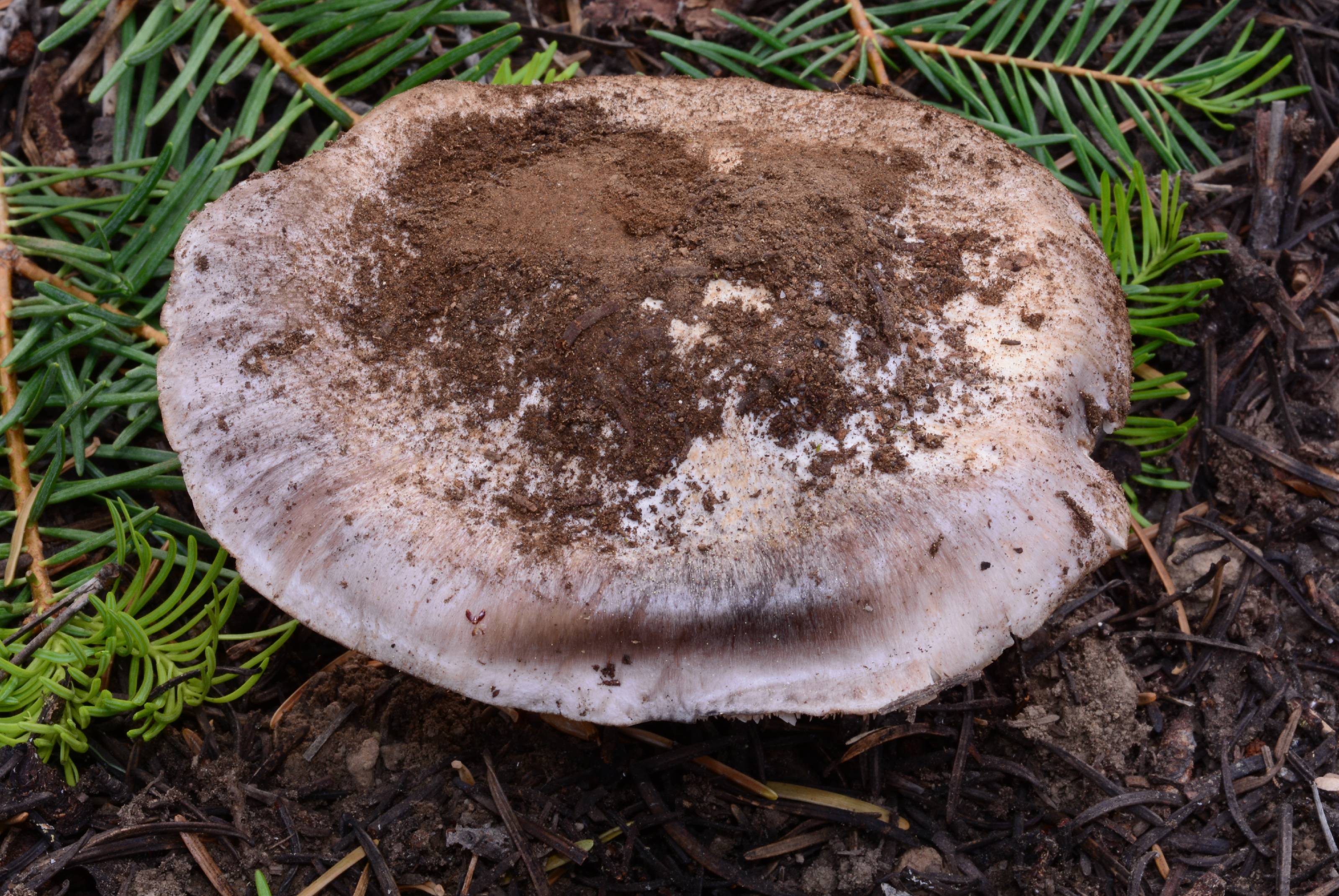 Tricholoma vernaticum thumbnail