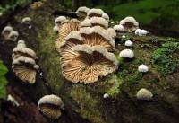 Media resource of Schizophyllum commune