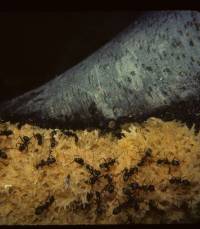 Media resource of Scorias spongiosa