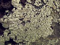 Media resource of Xylobolus frustulatus