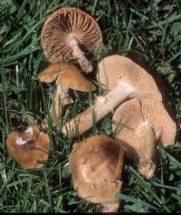 Media resource of Agrocybe erebia