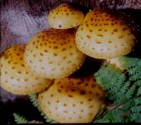 Media resource of Pholiota aurivella