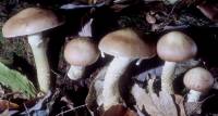 Media resource of Stropharia hornemannii