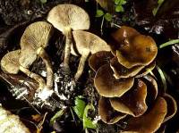 Media resource of Agrocybe firma