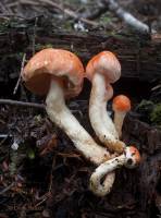 Media resource of Pholiota astragalina
