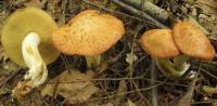 Suillus granulatus image