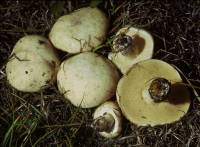 Media resource of Suillus neoalbidipes