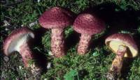 Media resource of Suillus pictus