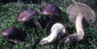 Media resource of Suillus serotinus