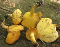 Media resource of Suillus subaureus
