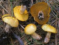 Media resource of Suillus granulatus
