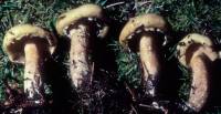 Media resource of Suillus intermedius