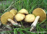 Media resource of Suillus kaibabensis