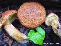 Media resource of Suillus lakei