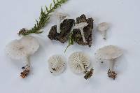 Thumbnail image of current specimen