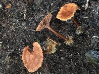 Media resource of Lactarius strigosipes