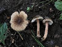 Inocybe subradiata image