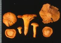 Media resource of Cantharellus cibarius