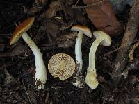 Cortinarius vibratilis image