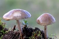 Psathyrella albescens image