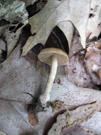 Cortinarius hinnuleus image