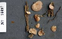 Media resource of Marasmiellus troyanus