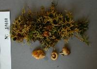 Hypholoma capnoides image