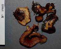 Hohenbuehelia petaloides image