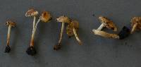Pholiota highlandensis image