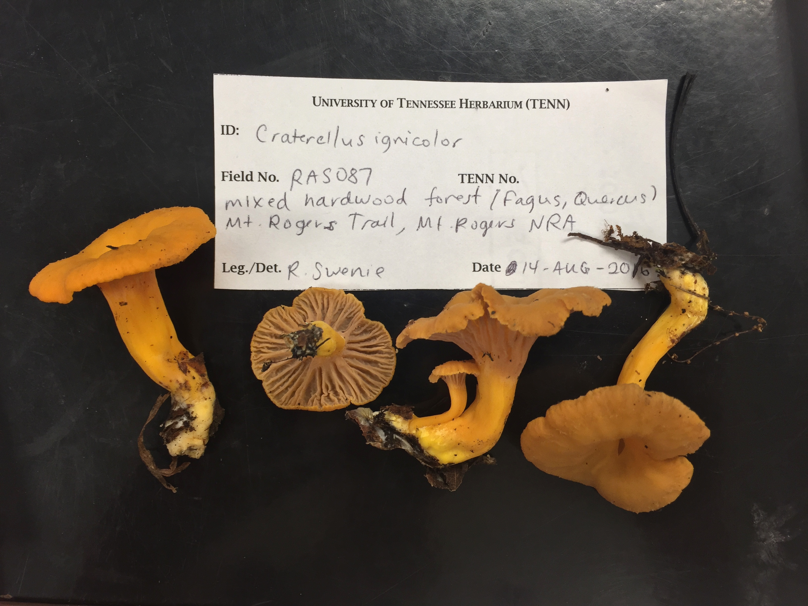 Craterellus ignicolor