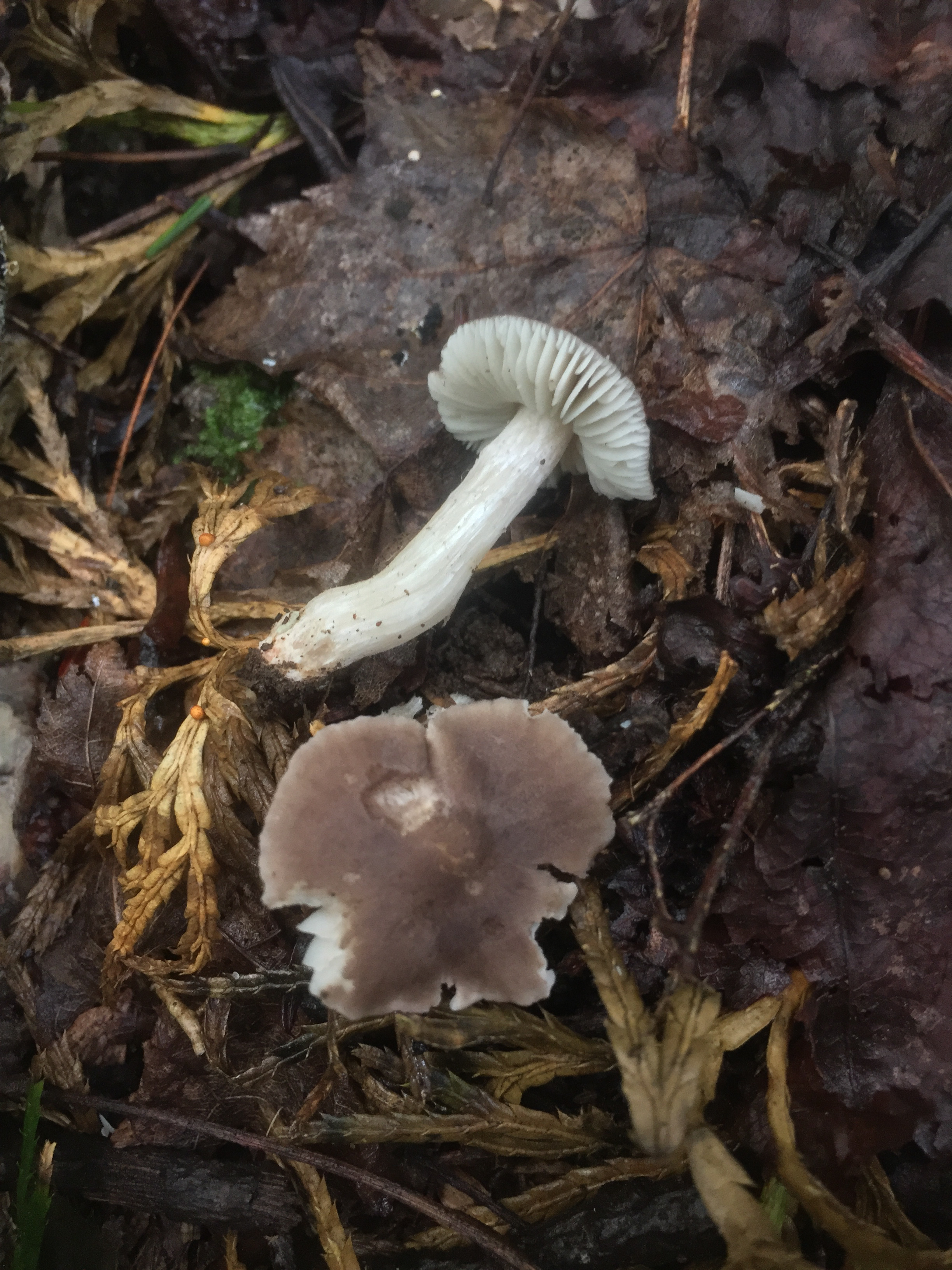 Dermoloma thumbnail