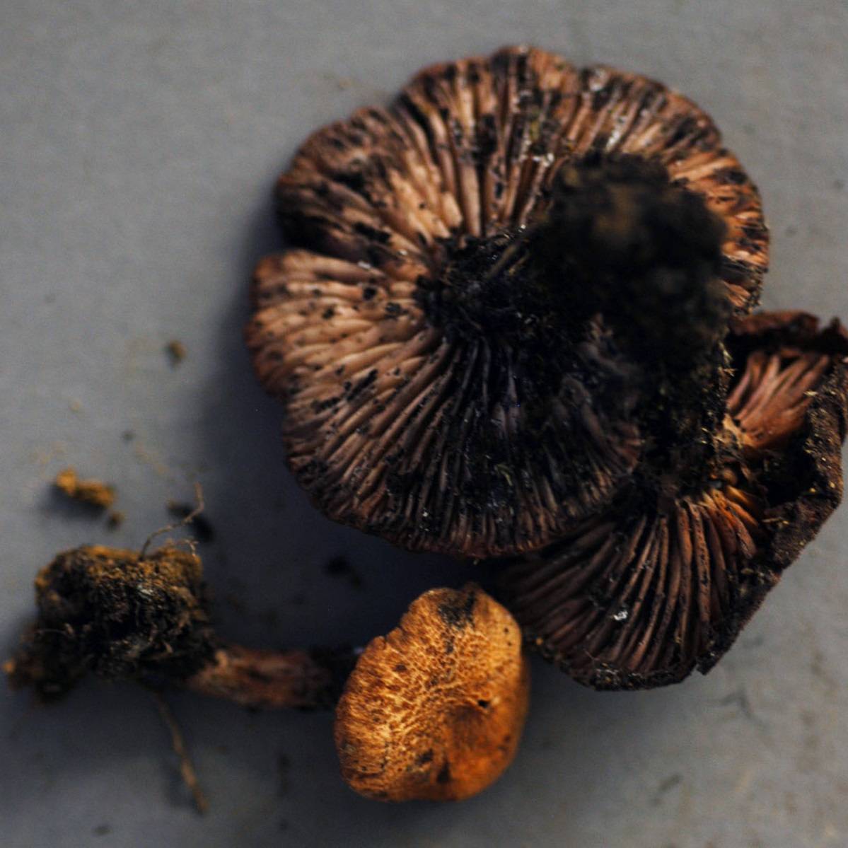 Laccaria trichodermophora image