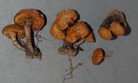 Pholiota highlandensis image