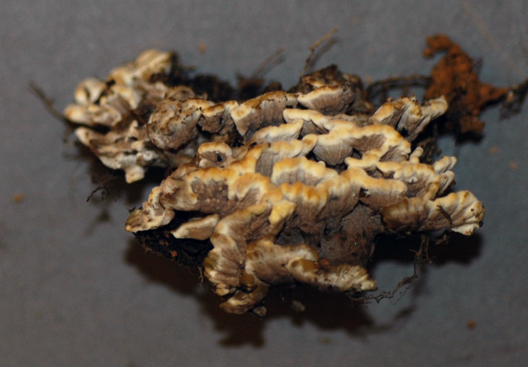 Thelephora ganbajun