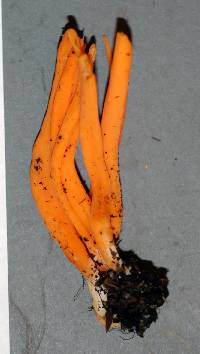 Thumbnail image of current specimen