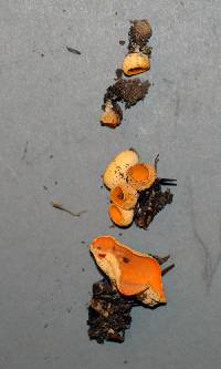 Sowerbyella rhenana image