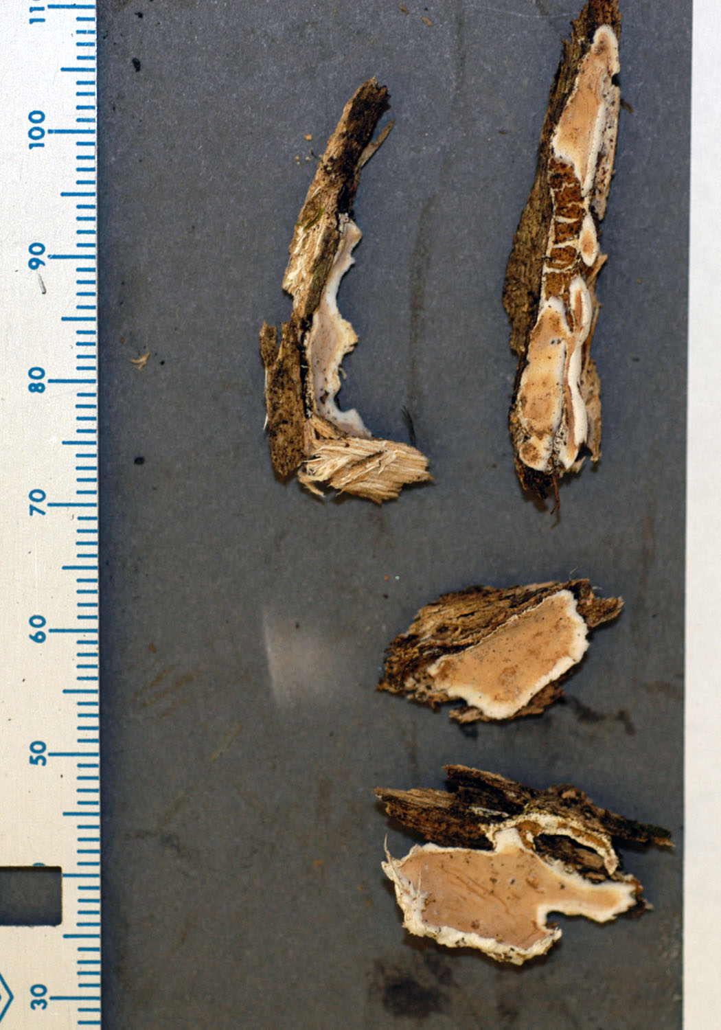Austrogautieria