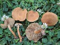 Inocybe unicolor image